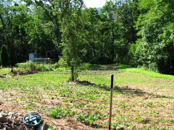 My garden at old log cabin site