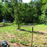 My garden at old log cabin site