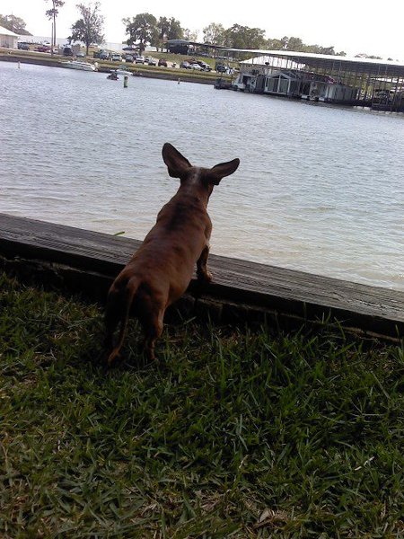 my dog waiting by the water