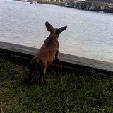 my dog waiting by the water