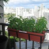 Genevese Basil taking off.jpg