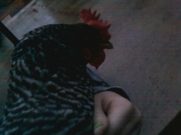 one chicken to rule them all