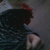 one chicken to rule them all