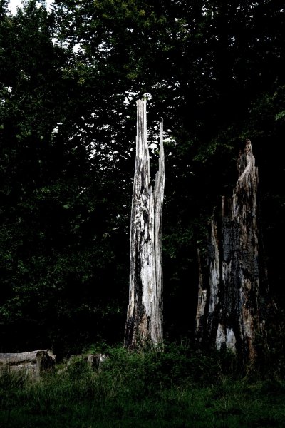 old tree in the woods