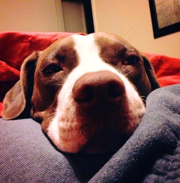 My youngest pup Suzy Q.