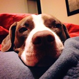 My youngest pup Suzy Q.