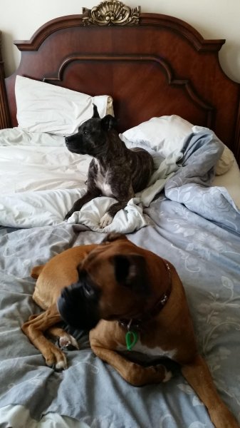 My Grils Sheba and Jazz