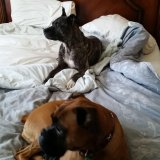 My Grils Sheba and Jazz