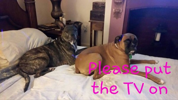 My Grils Sheba and Jazz