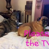 My Grils Sheba and Jazz