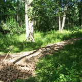 My shale trail from house to garden / orchard