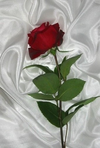 on my pillow for you